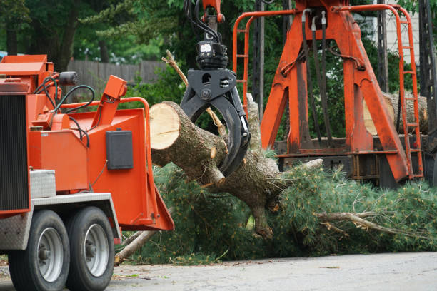 Best Tree Removal Near Me  in West Liberty, KY